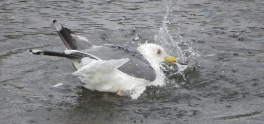 セグロカモメ水浴び