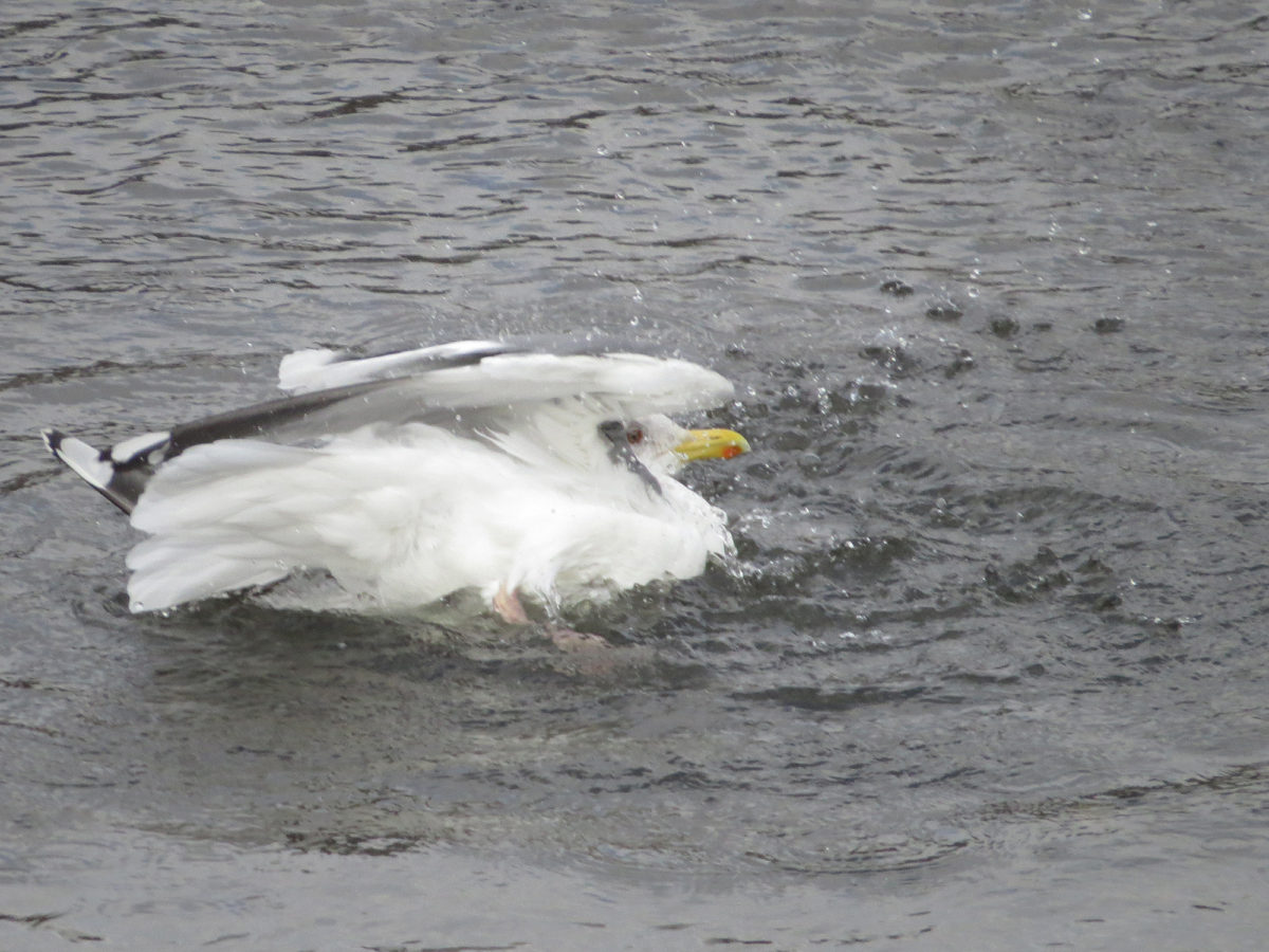 セグロカモメ水浴び