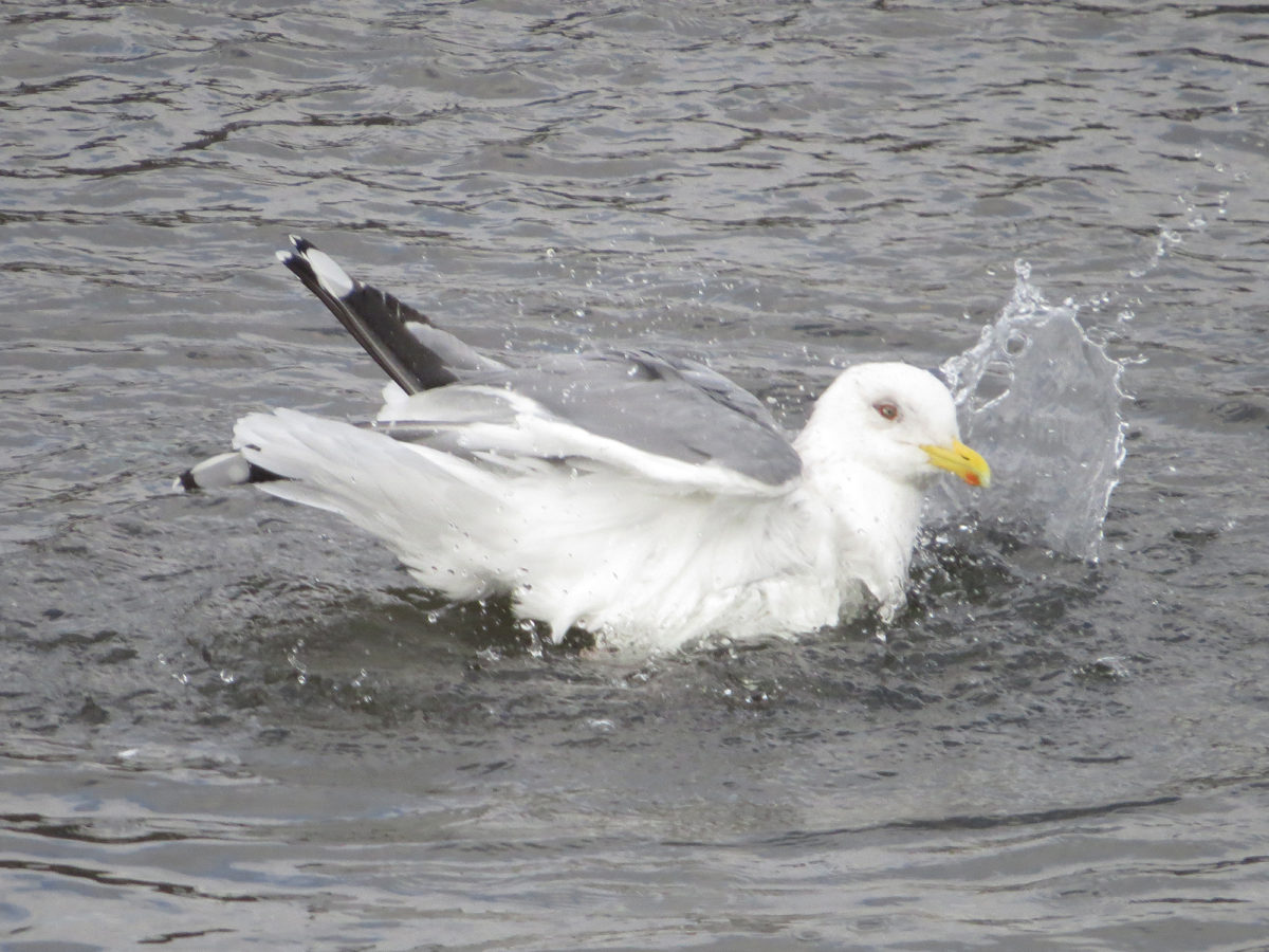 セグロカモメ水浴び