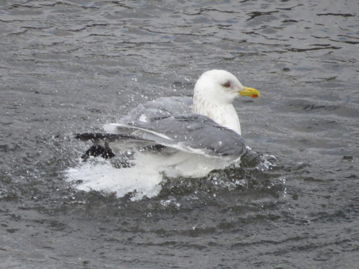 セグロカモメ水浴び