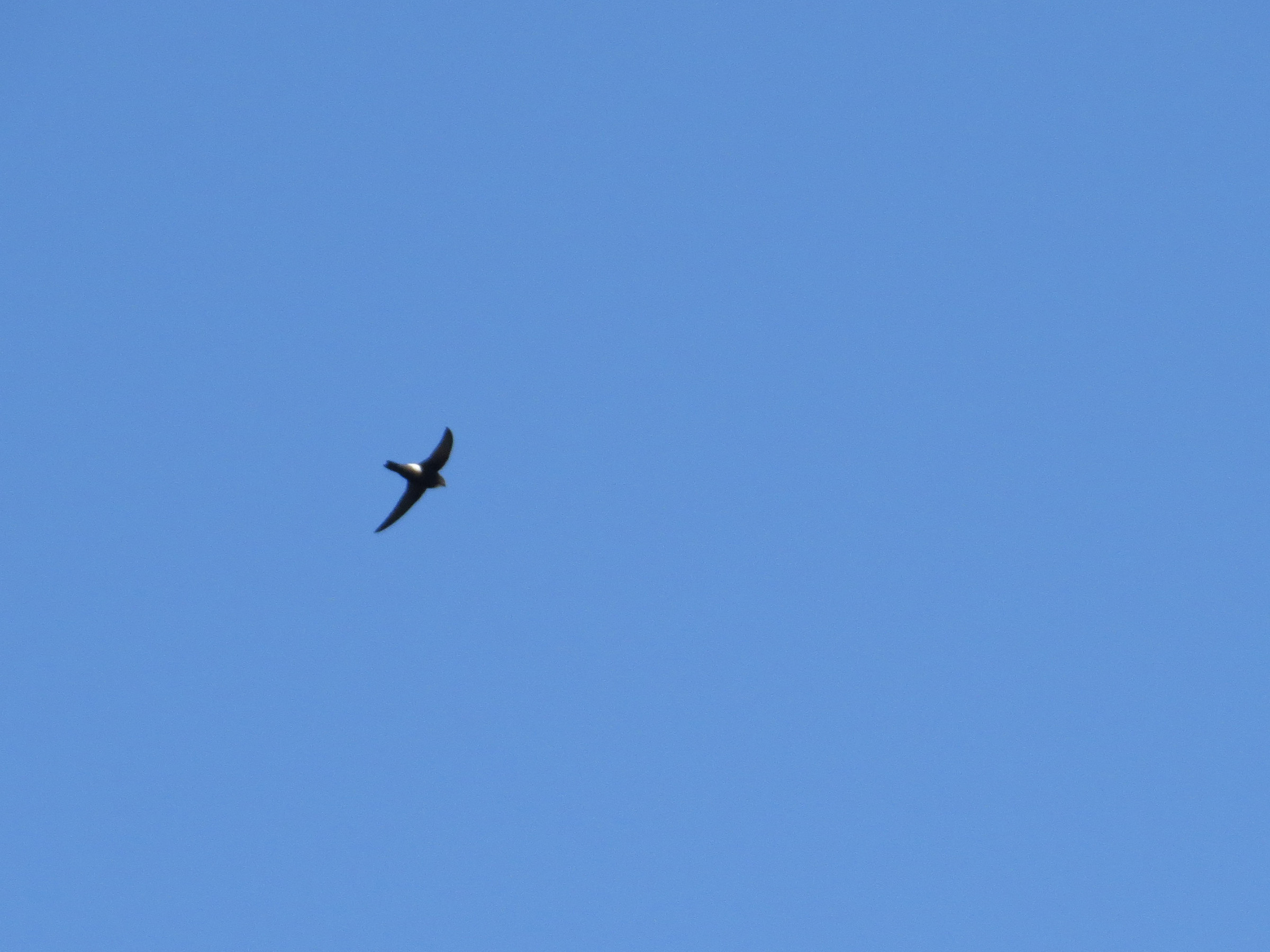 ハリオアマツバメメイン