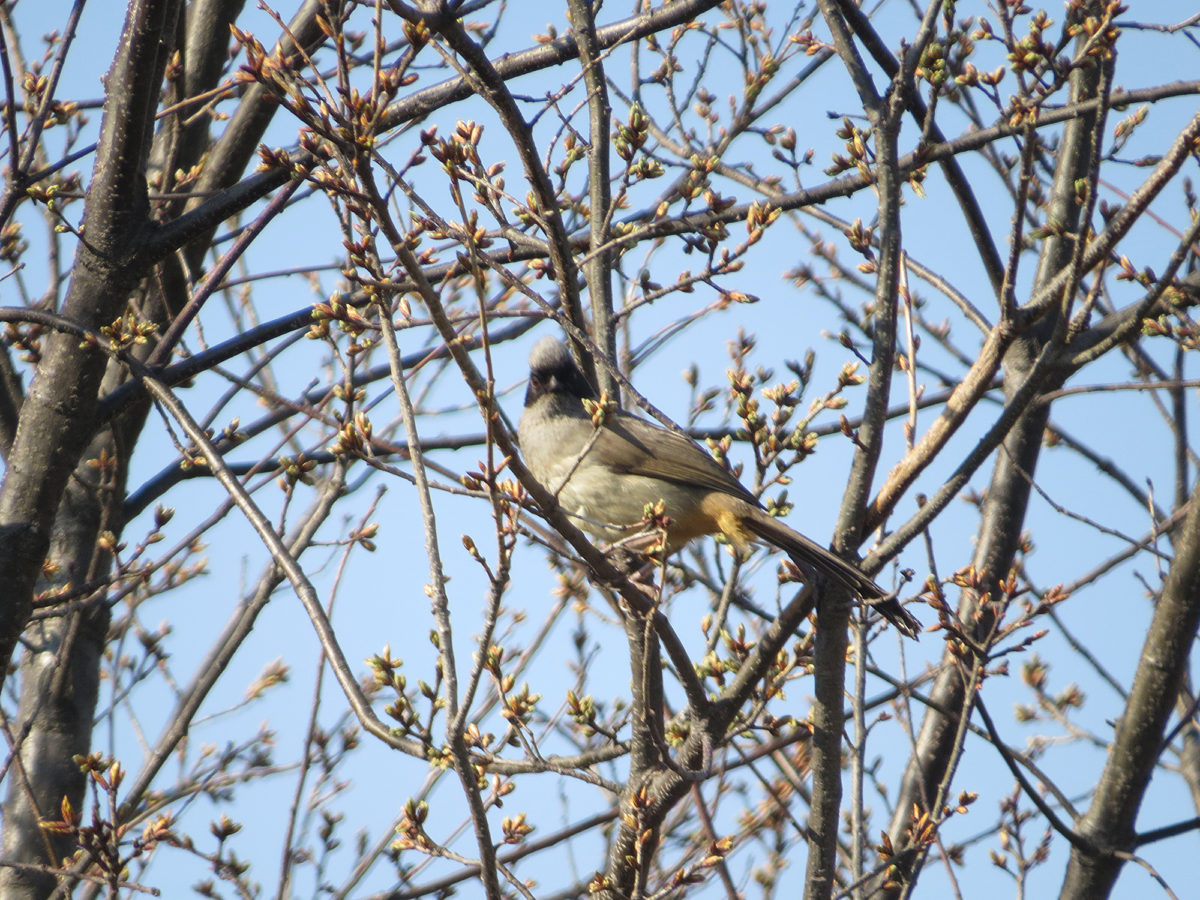 カオグロガビチョウ