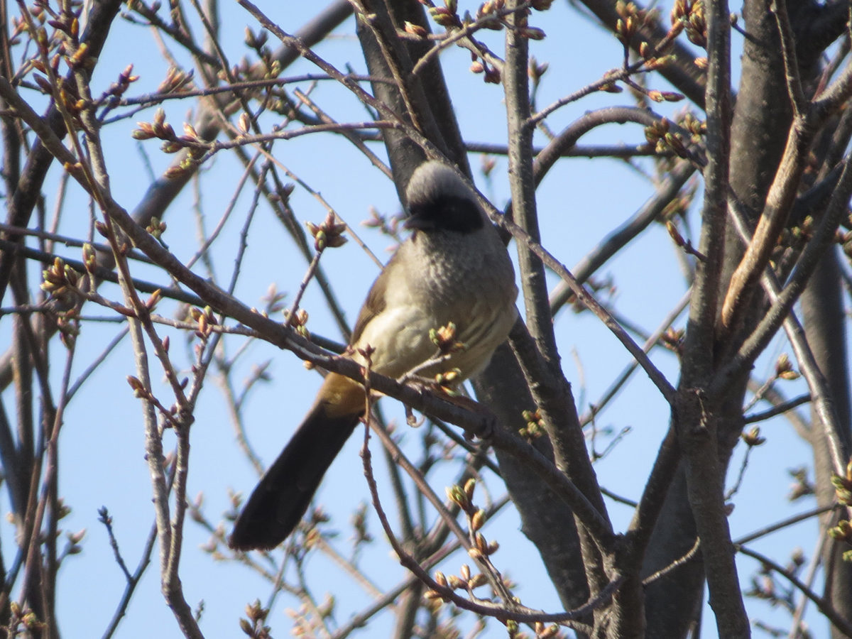 カオグロガビチョウ