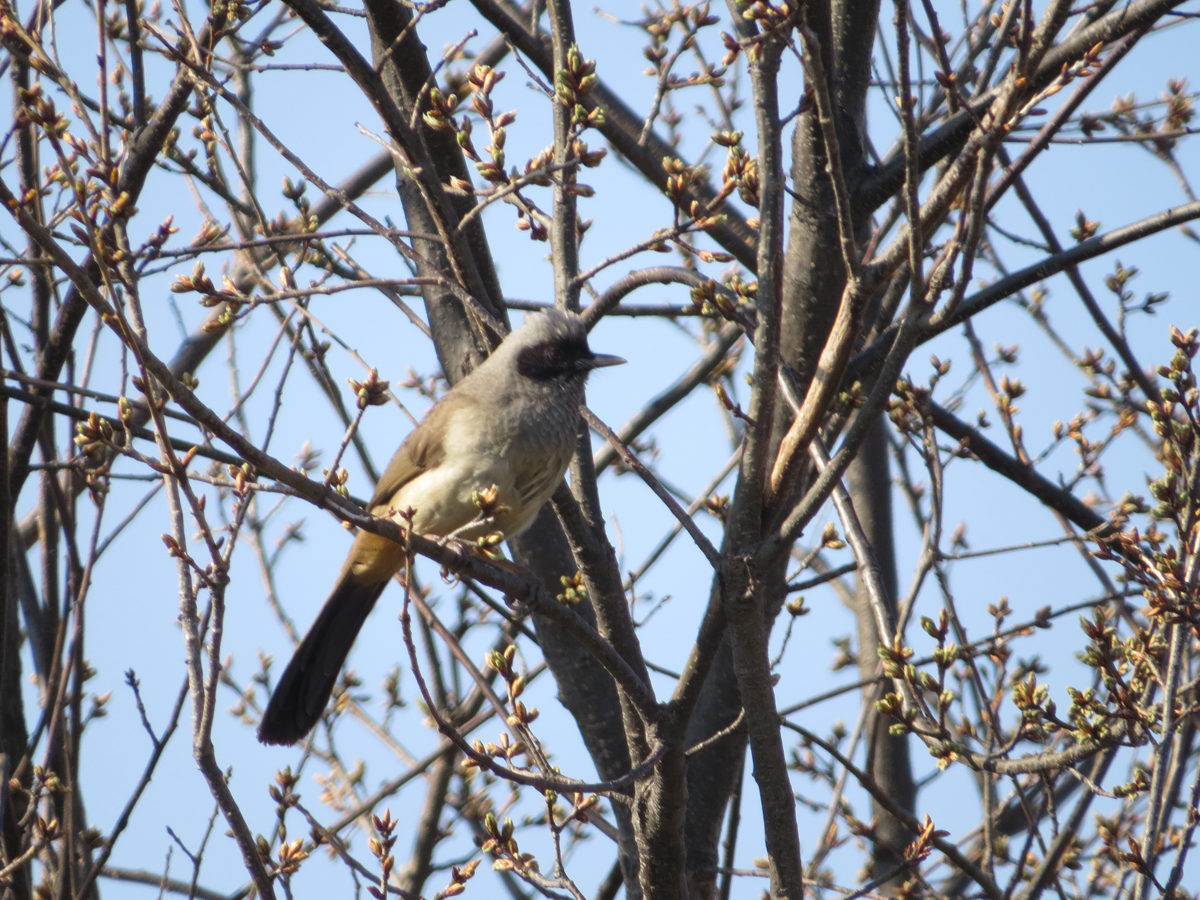 カオグロガビチョウメイン
