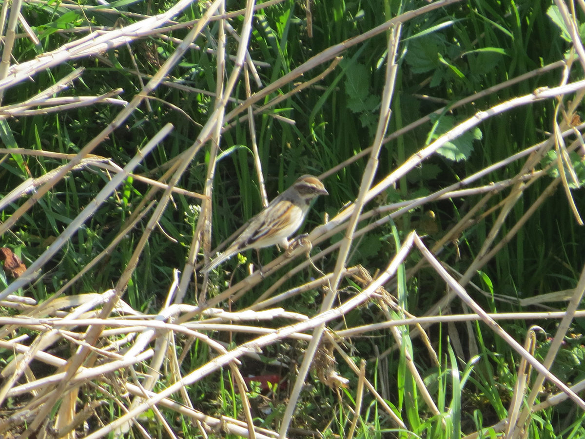 オオジュリンメイン