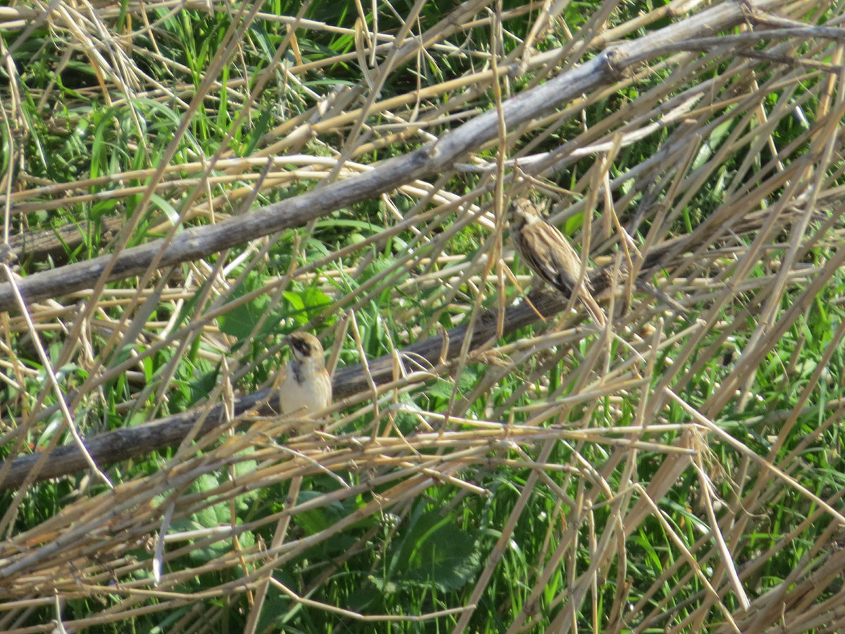 オオジュリン二羽