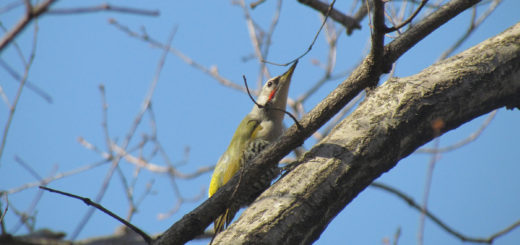 アオゲラディスプレイ