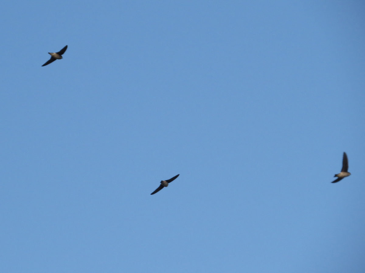 イワツバメ３羽