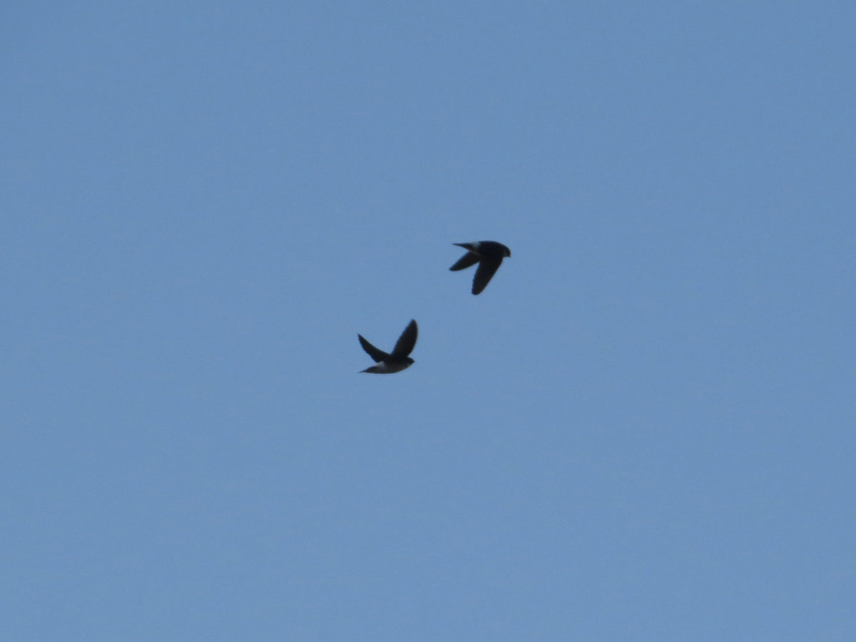 イワツバメ二羽