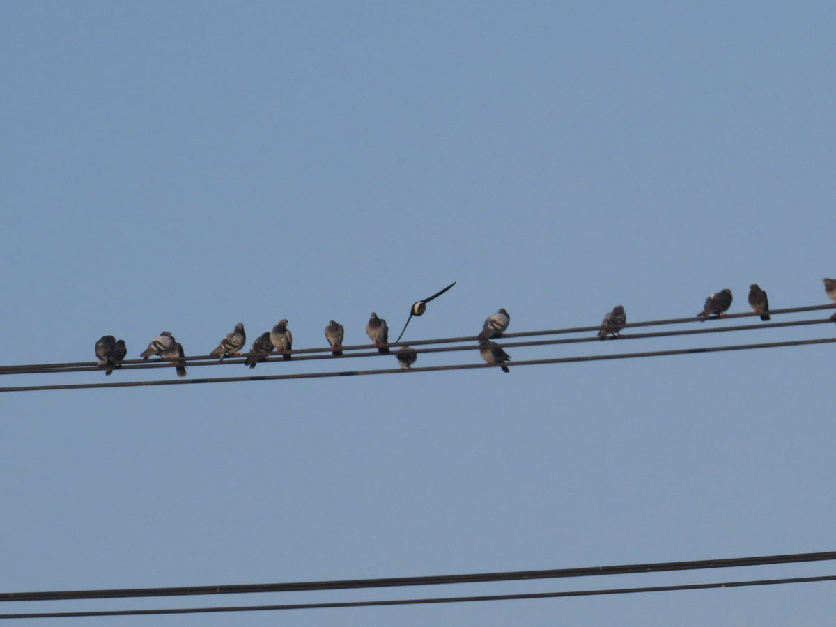 イワツバメとドバト（カワラバト）