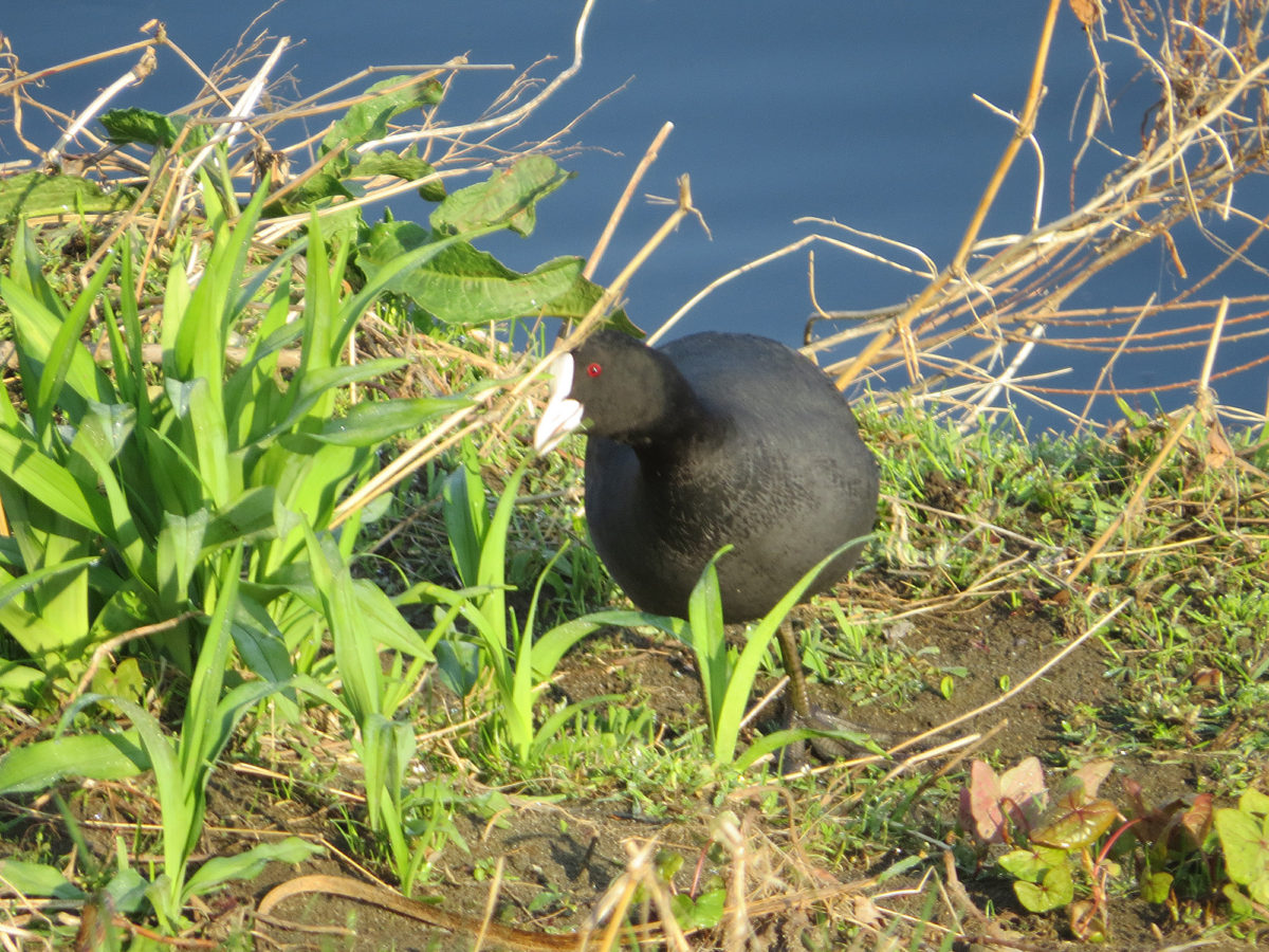 オオバン草を食べる
