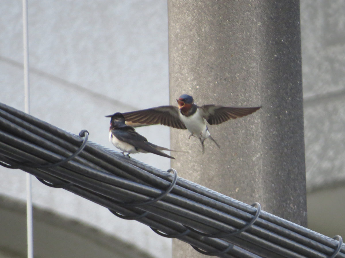 ツバメ2羽飛ぶ