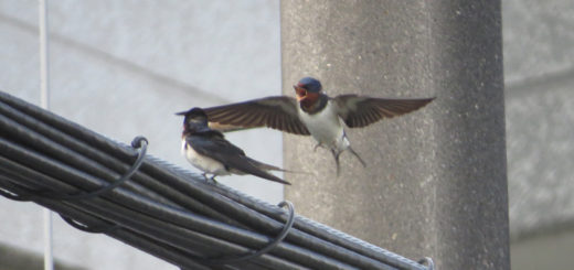 ツバメ2羽飛ぶ