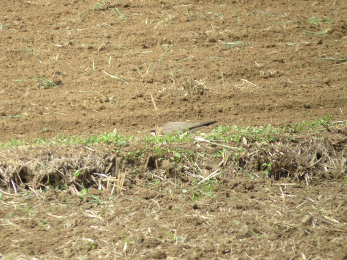 ツバメチドリ降りる