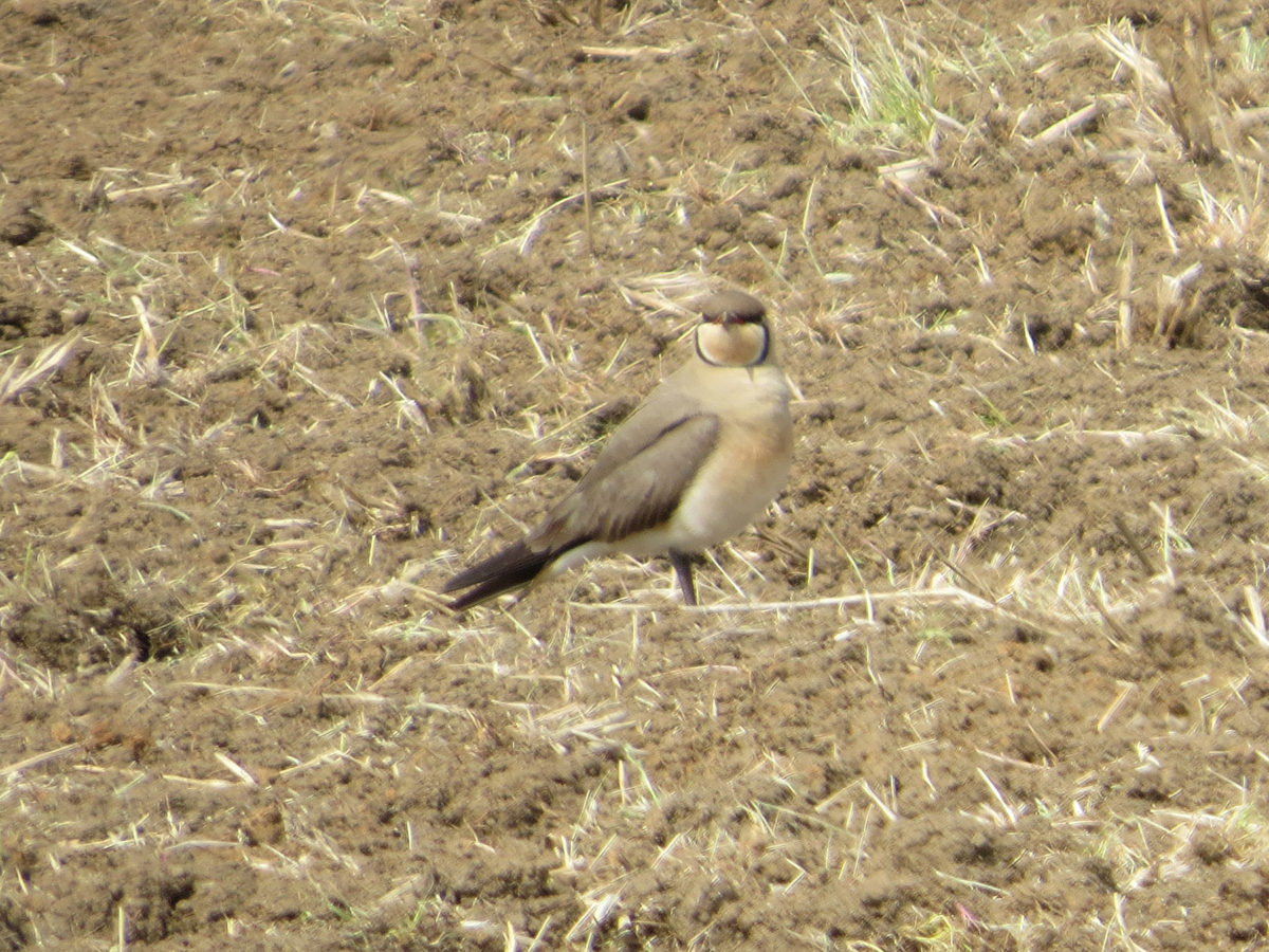 ツバメチドリアップ