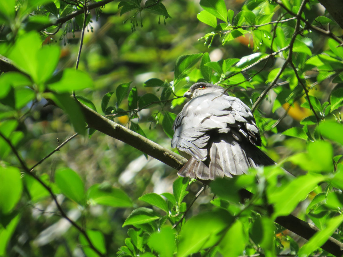 ツミこちらを向く