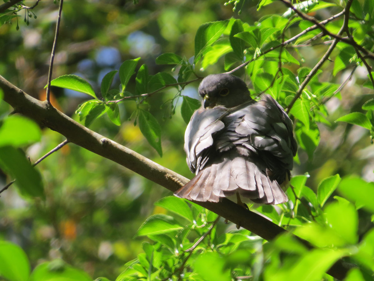 ツミこちらを向く