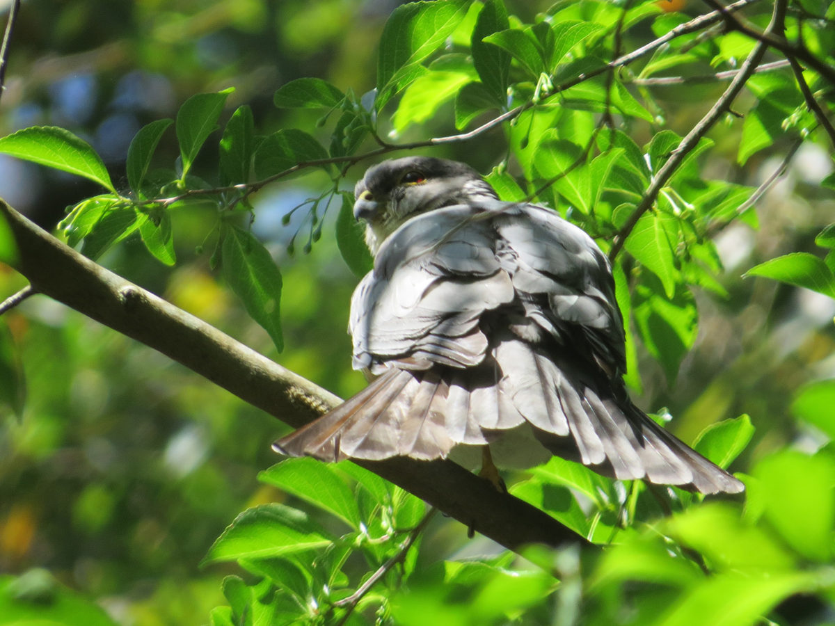 ツミこちらを向く