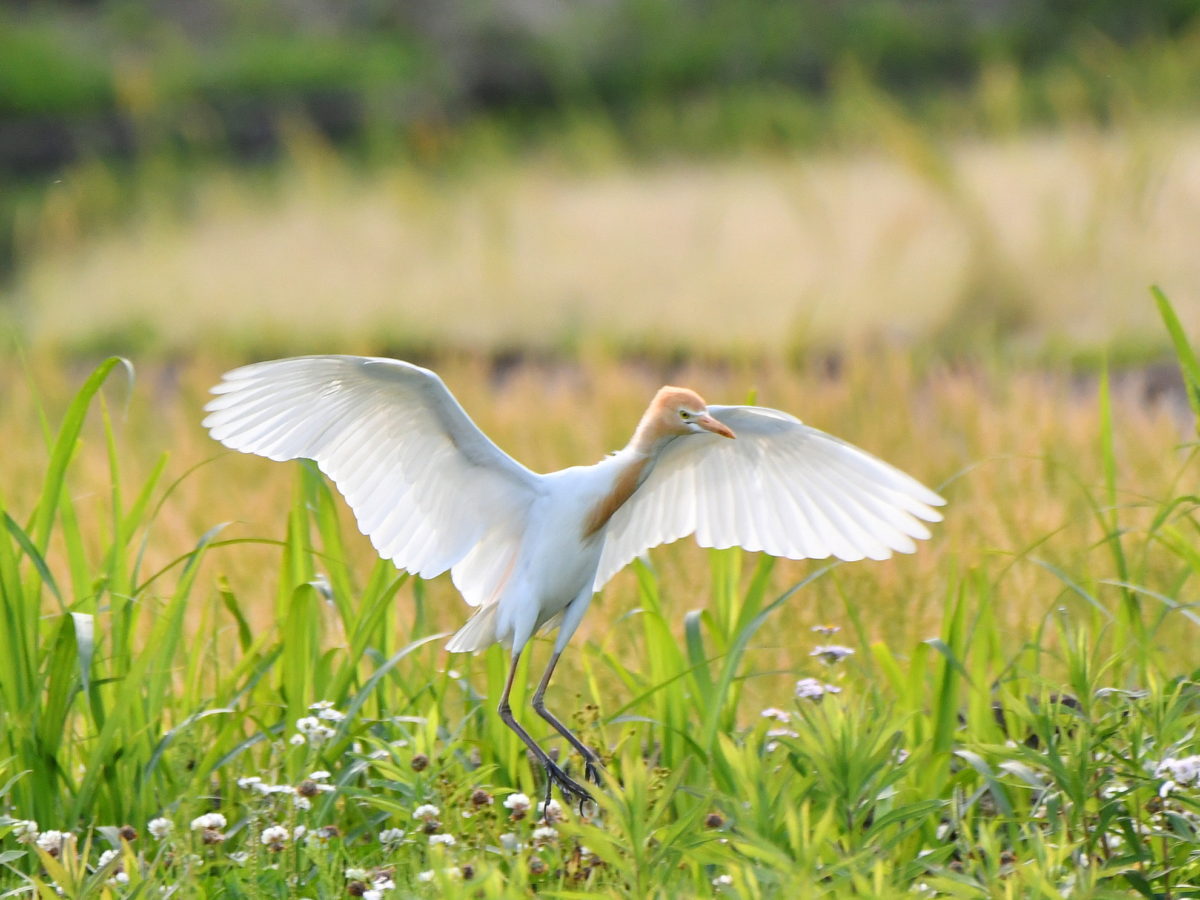 アマサギ羽を広げる