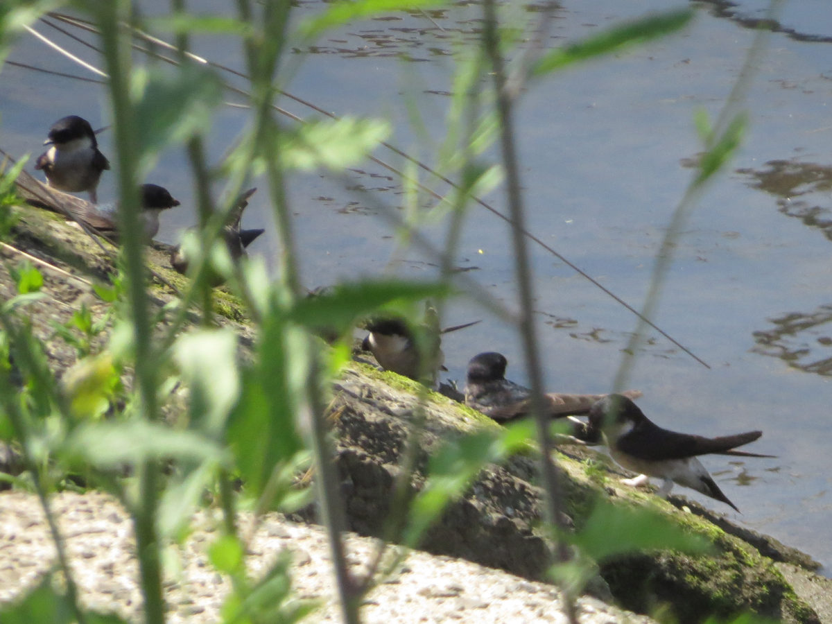 イワツバメ整列
