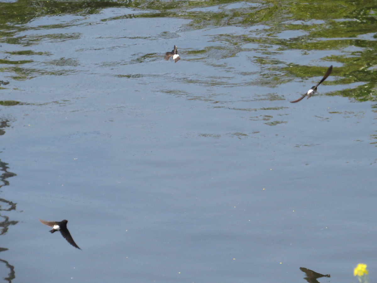 イワツバメ飛翔
