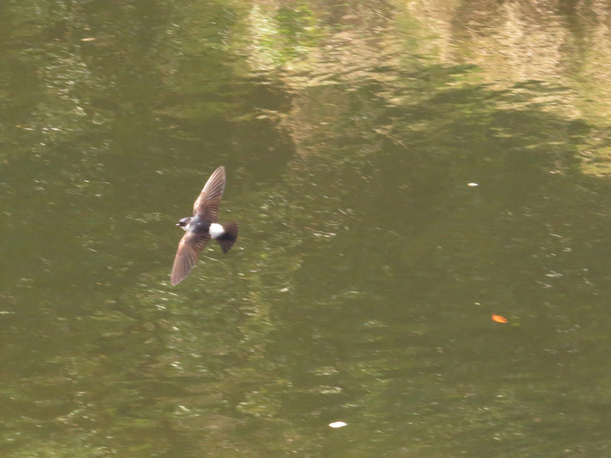 イワツバメ飛翔