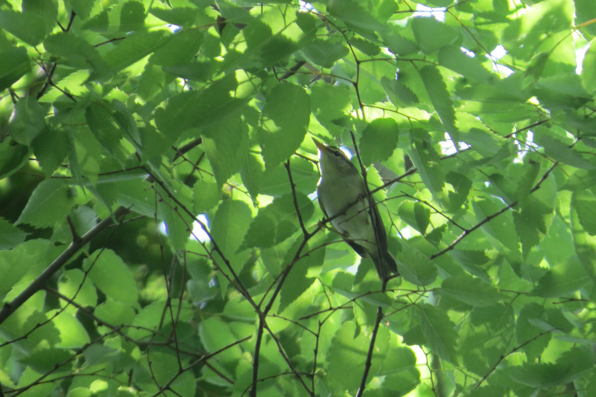 センダイムシクイ