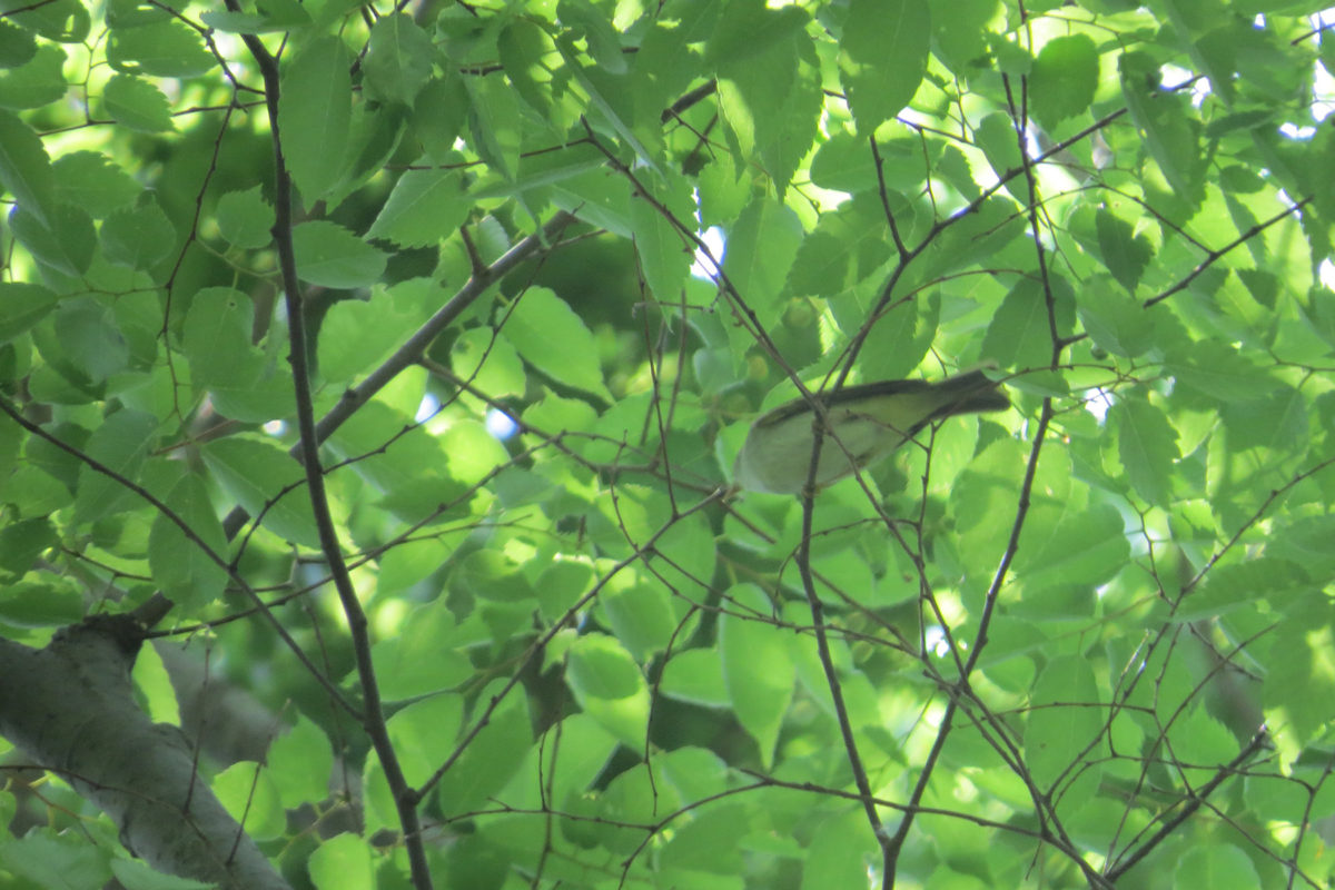 センダイムシクイ