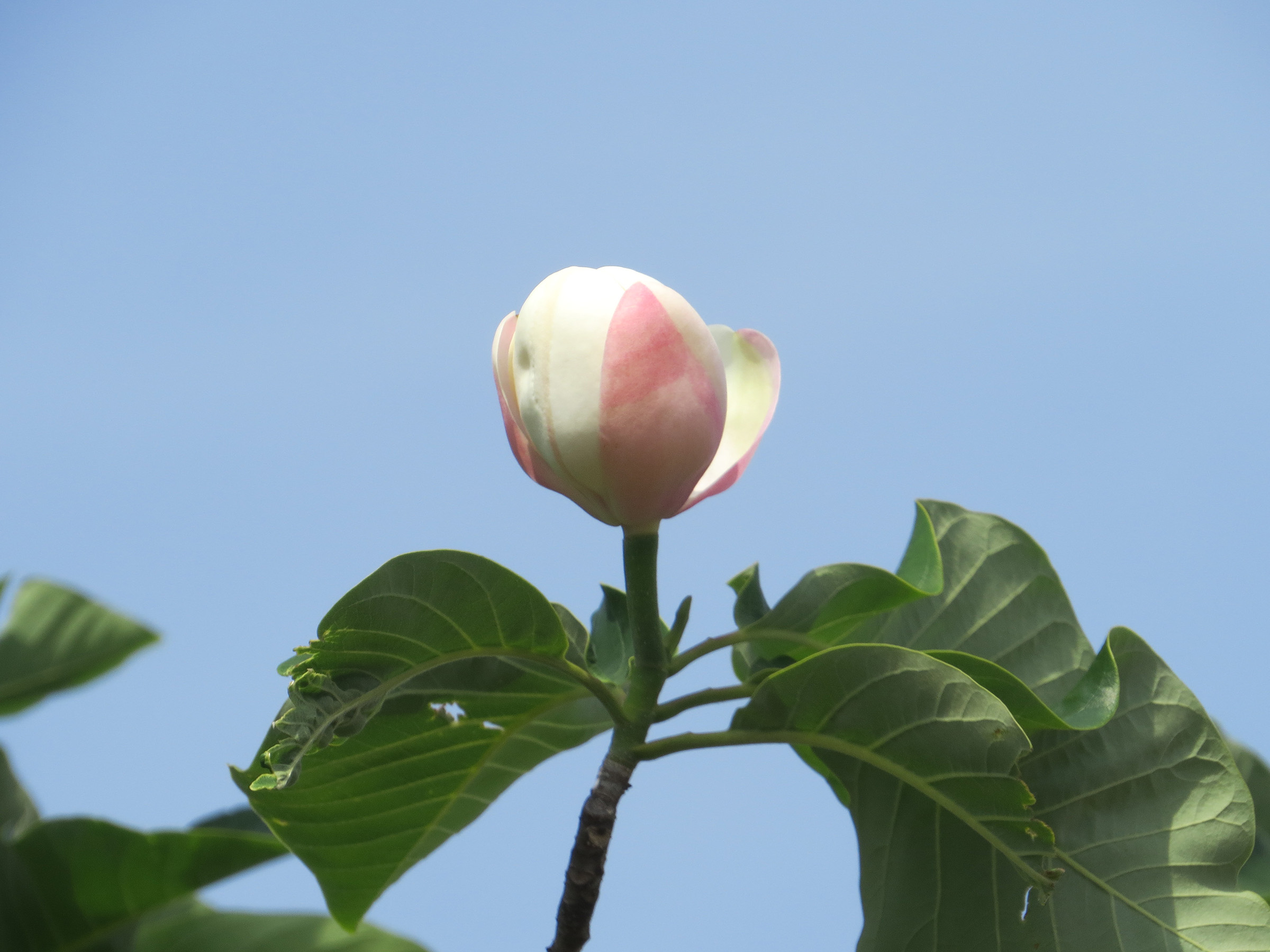 地球の強い味方キリの木 - キリの環境上のメリット