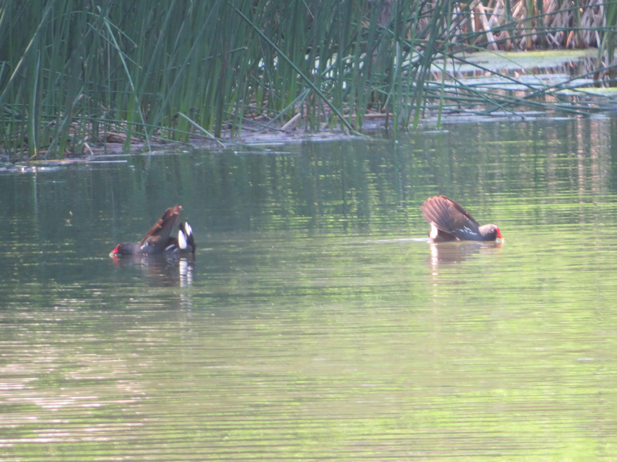 バン威嚇行動？