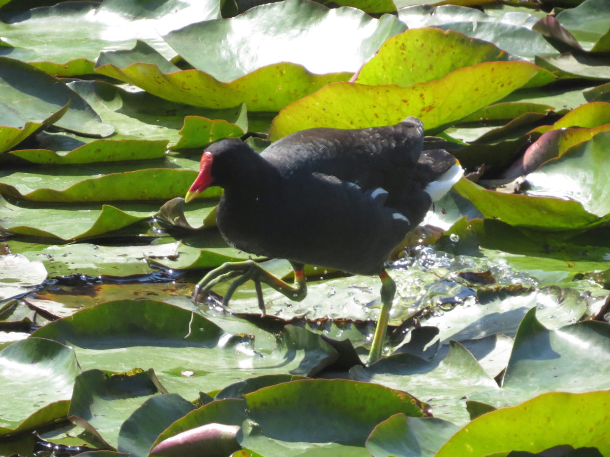 バン睡蓮の上を歩く