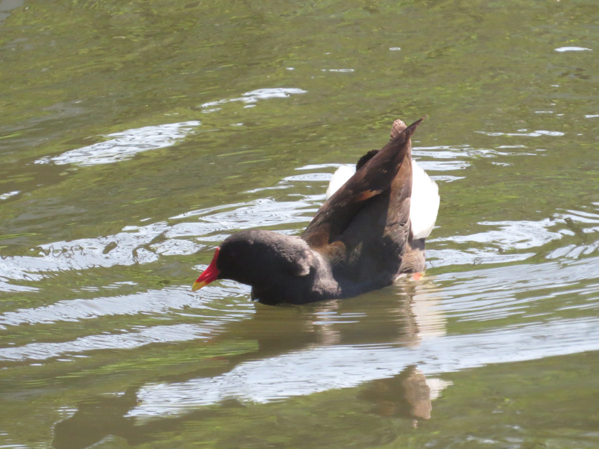 バン威嚇行動？