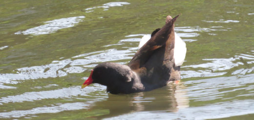 バン求愛行動？