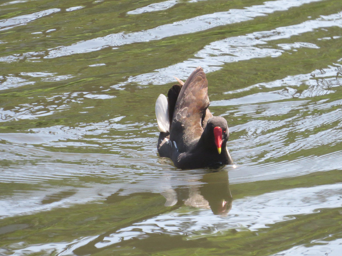 バン威嚇行動？