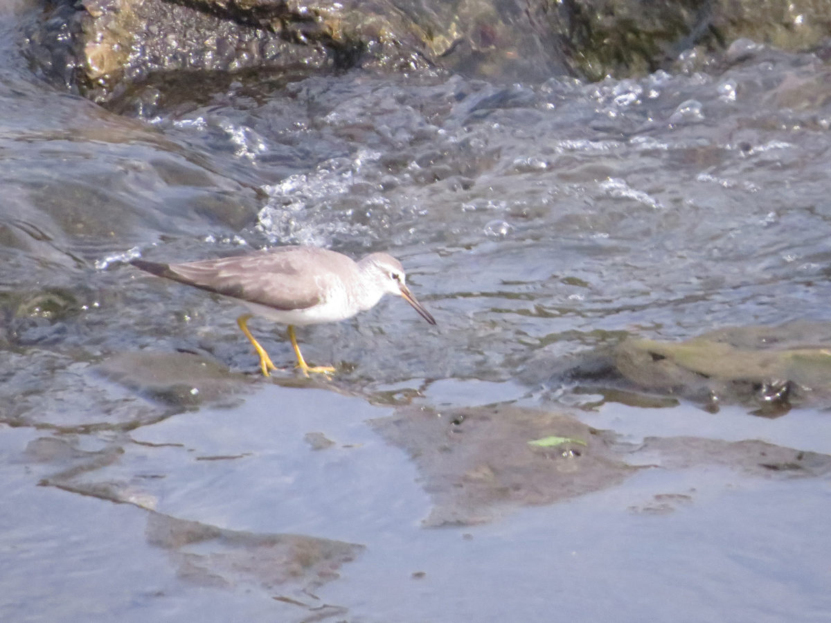 キアシシギメイン