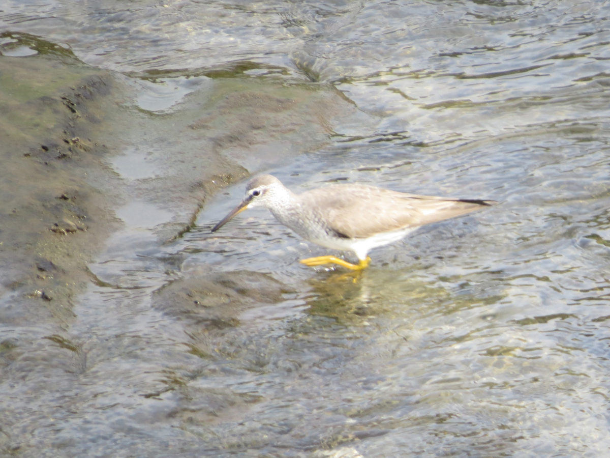 キアシシギ左向き