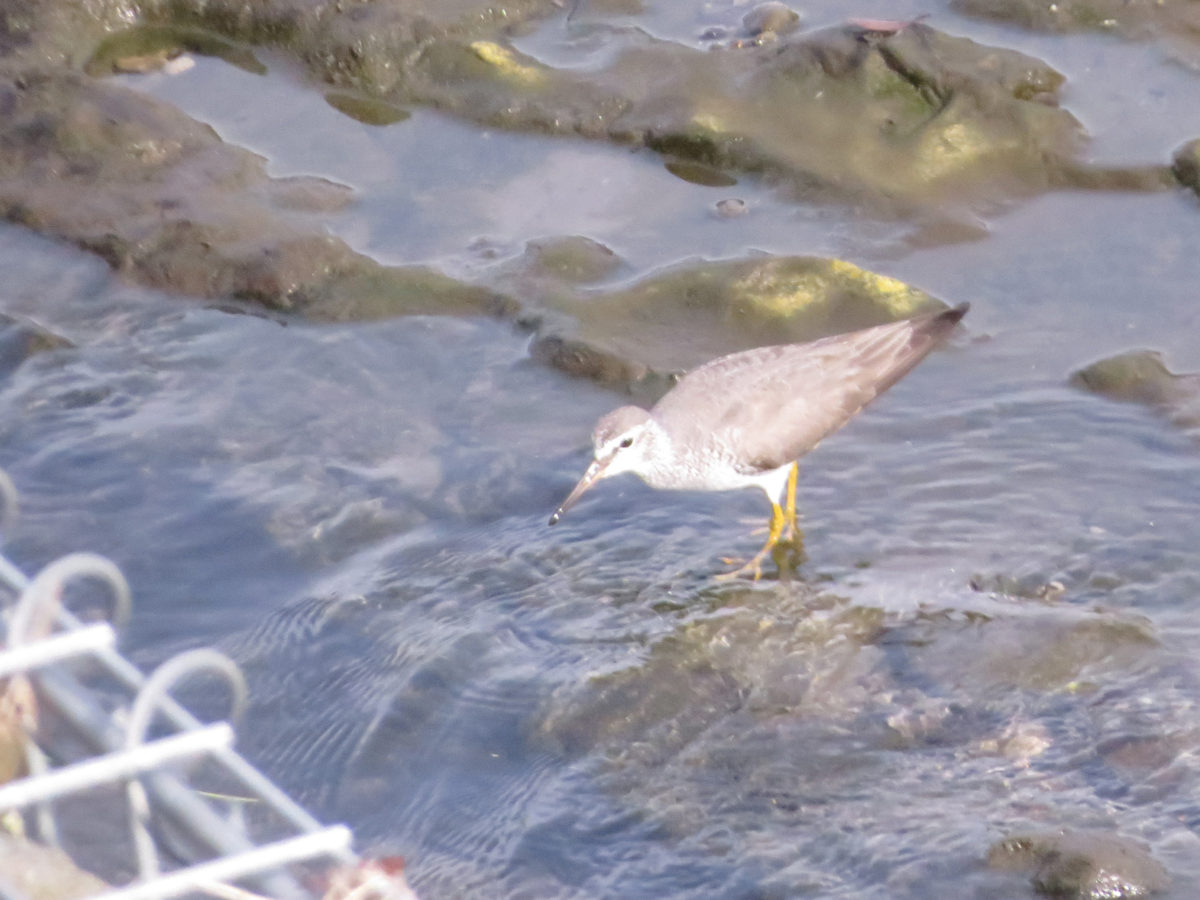キアシシギ川縁