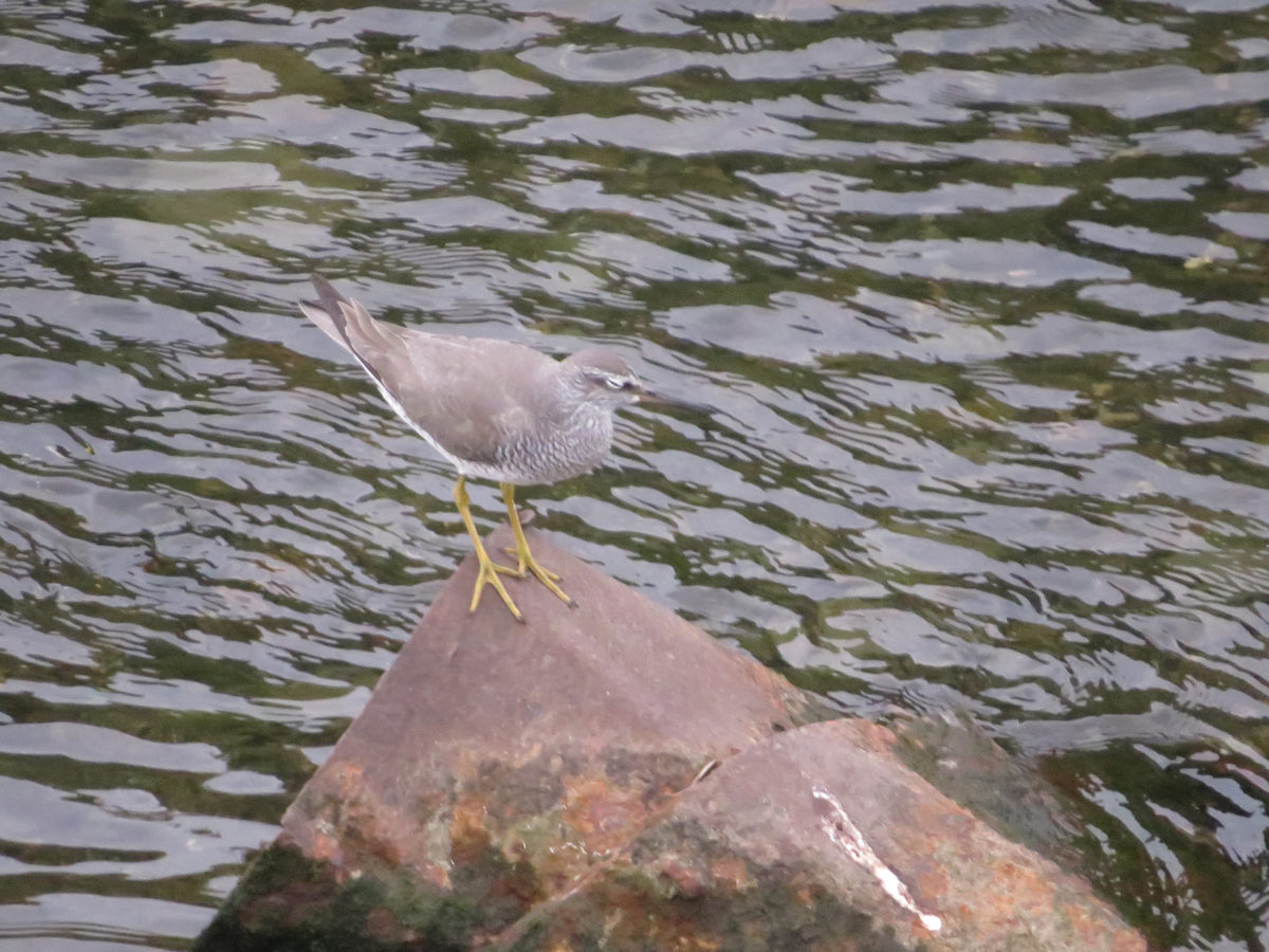 キアシシギ目をつむる