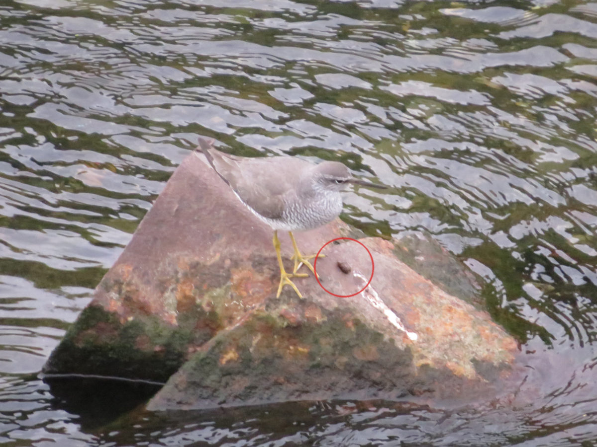 キアシシギペリット