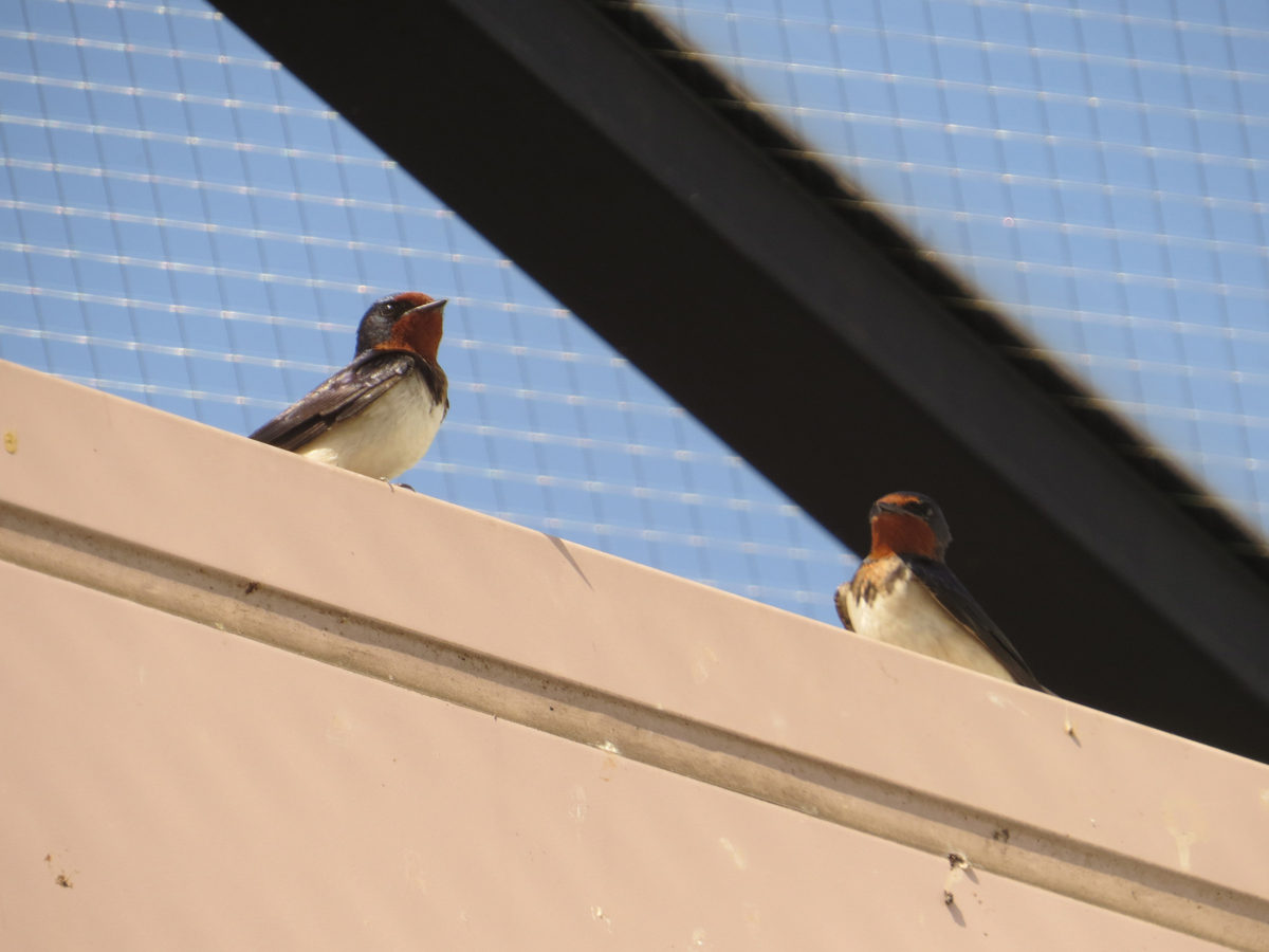 ツバメ2羽