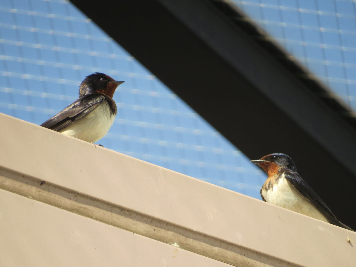 ツバメ2羽
