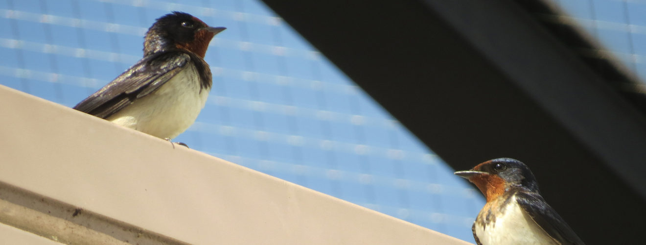 ツバメ2羽