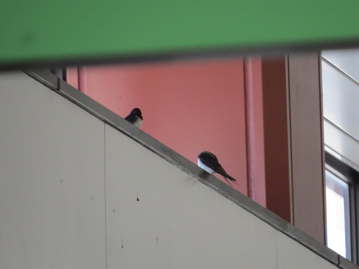 ツバメ2羽
