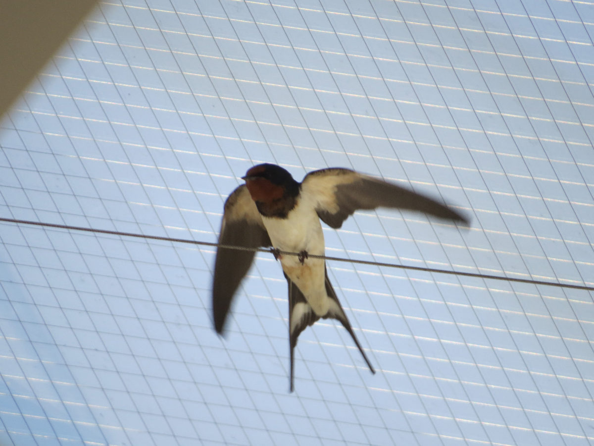 ツバメ羽ばたき