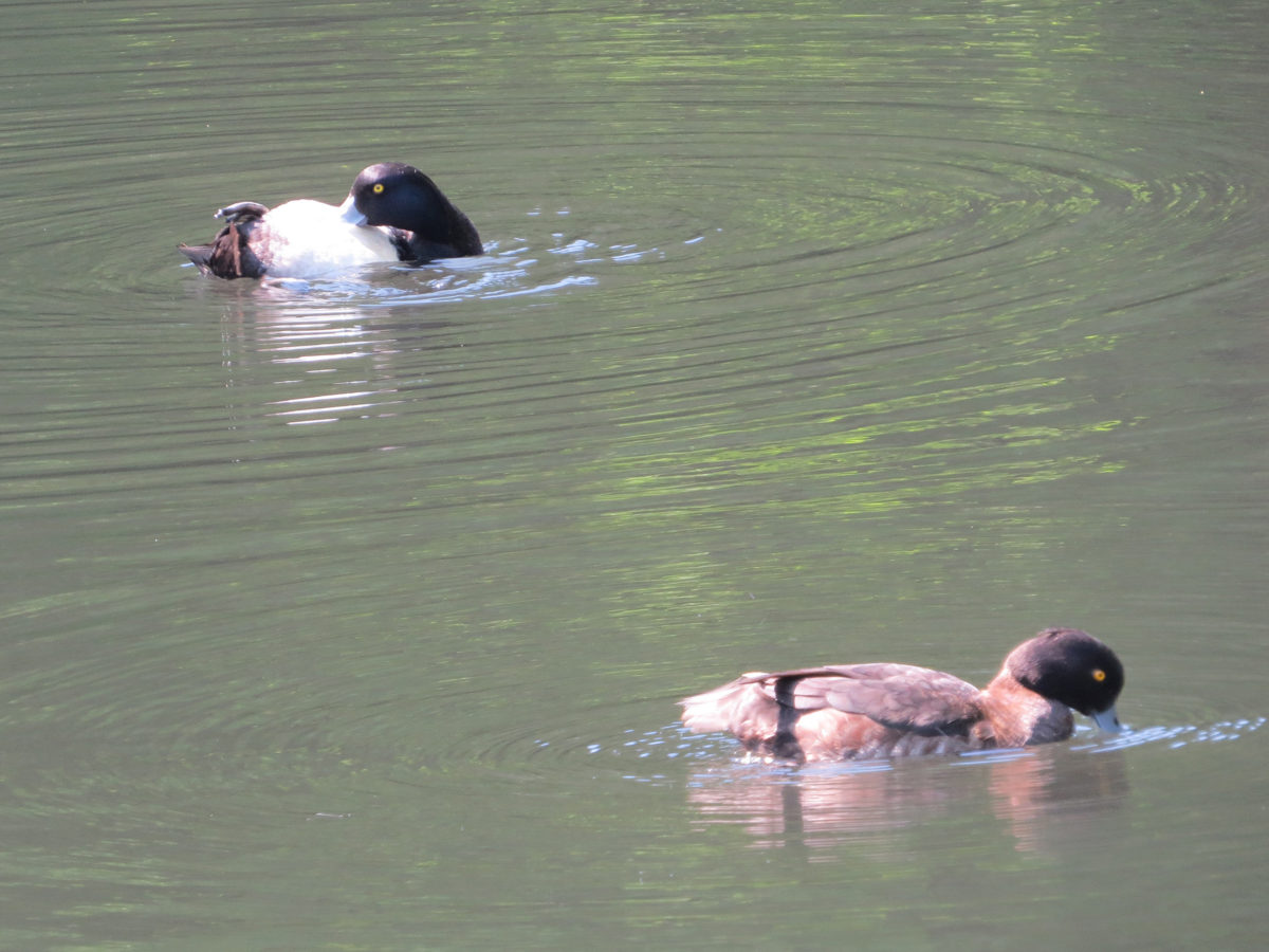 キンクロハジロ雌雄