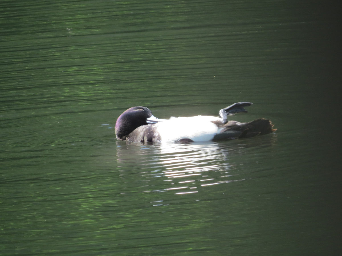キンクロハジロ羽繕い