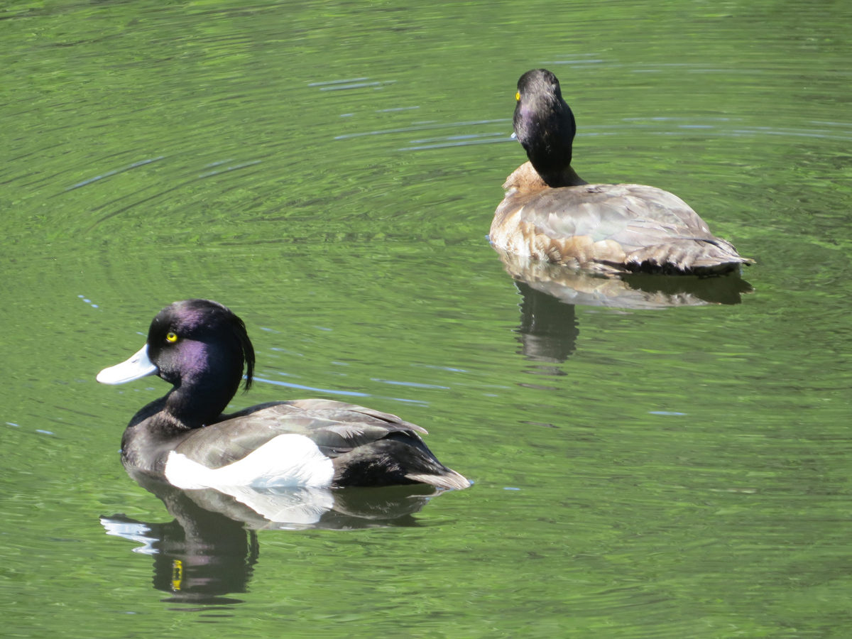 キンクロハジロ雌雄