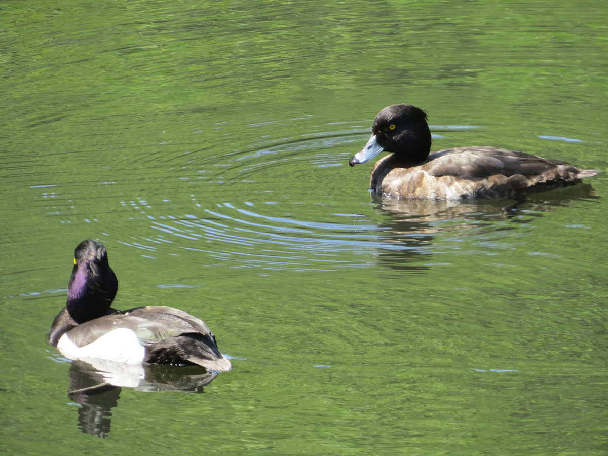 キンクロハジロ雌雄