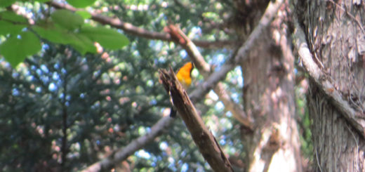 キビタキピンボケ