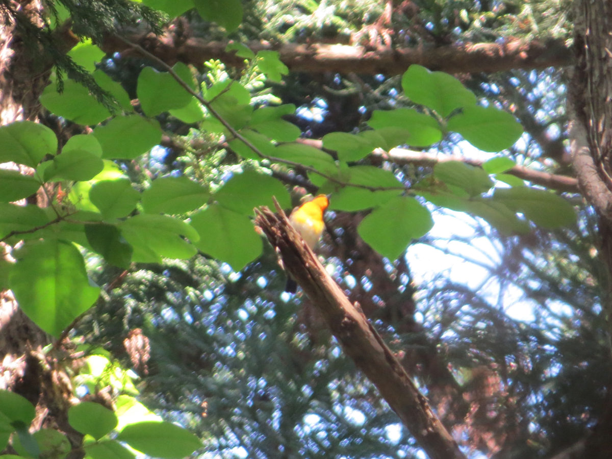 キビタキピンボケ